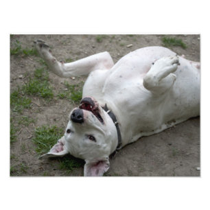 Foto Happy Dogo Argentino Girl