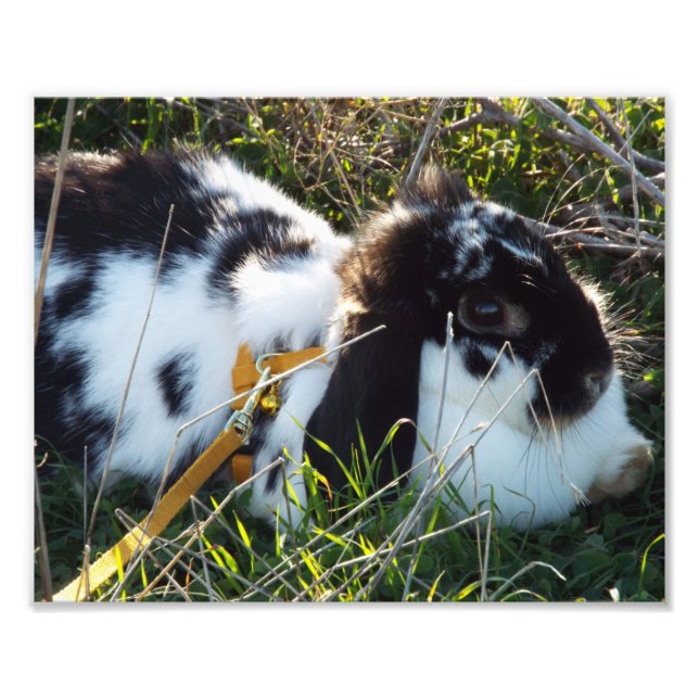 Foto Happy Hoppy (Frente)