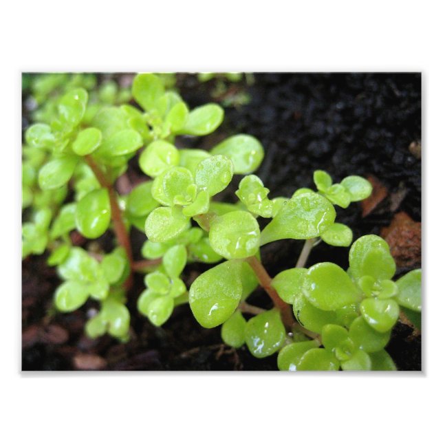 Foto Happy Stonecrop (Frente)