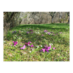 Foto Harbinger de Primavera