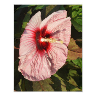 Foto Hardy Hibiscus de 11"x14"