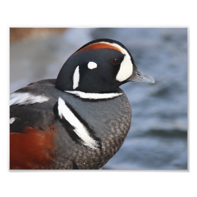 Foto Harlequin Duck (Frente)