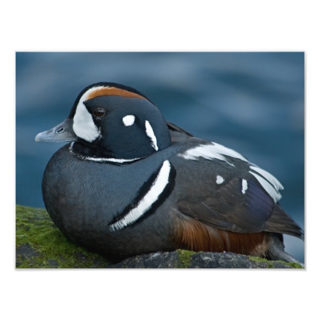 Foto Harlequin Duck Photo Extension (Frente)