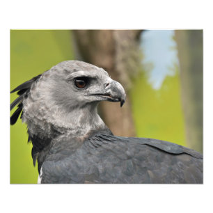 Foto Harpy Eagle
