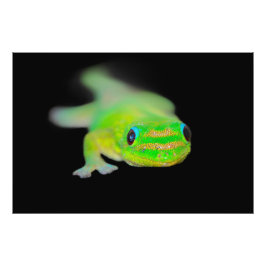 Foto Havaiano Neon Coloriu Gecko