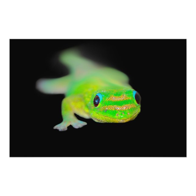 Foto Havaiano Neon Coloriu Gecko (Frente)