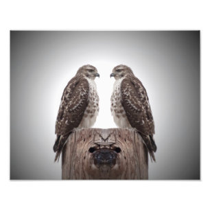 Foto Hawks em um posto