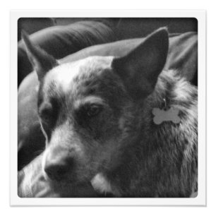 Foto Heeler azul em preto e branco