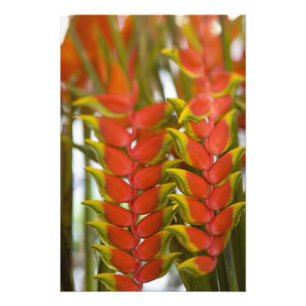 Foto Heliconia, fruta de terça-feira semanal e