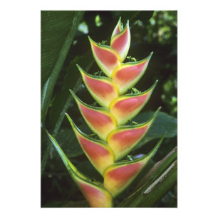 Foto Heliconias, Heliconia walkeriana), La Selva