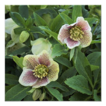 Hellebore de 12"x12"