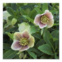 Foto Hellebore de 12"x12"