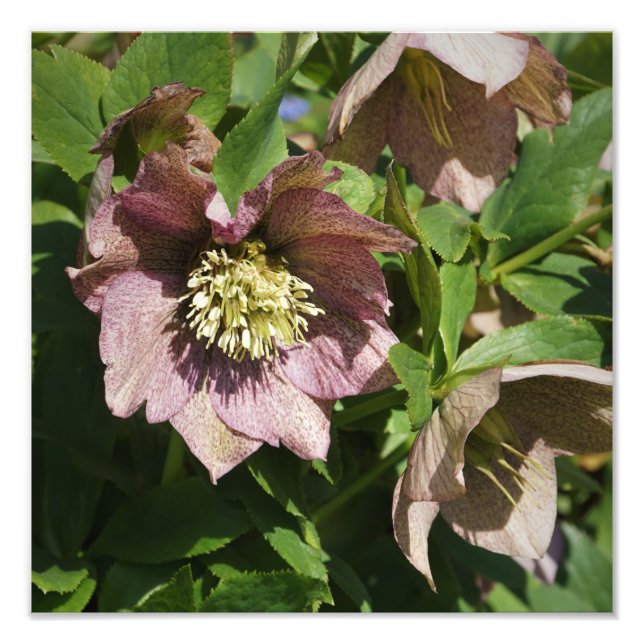 Foto Hellebore rosa de 12"x12" (Frente)