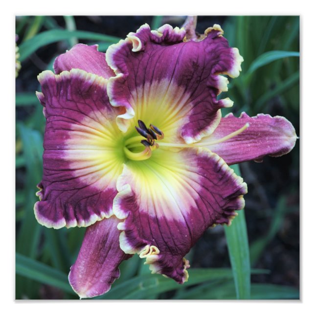 Foto Hemerocallis 12"x12" (Frente)