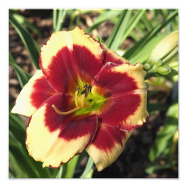 Foto Hemerocallis 12"x12"