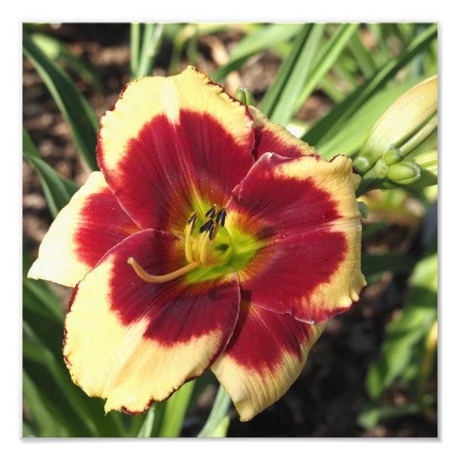 Foto Hemerocallis 12"x12" (Frente)