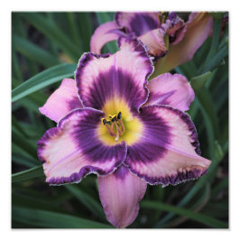 Foto Hemerocallis 12"x12"