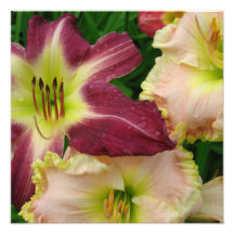 Hemerocallis 16"x16"