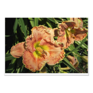 Foto Hemerocallis 19"x13"