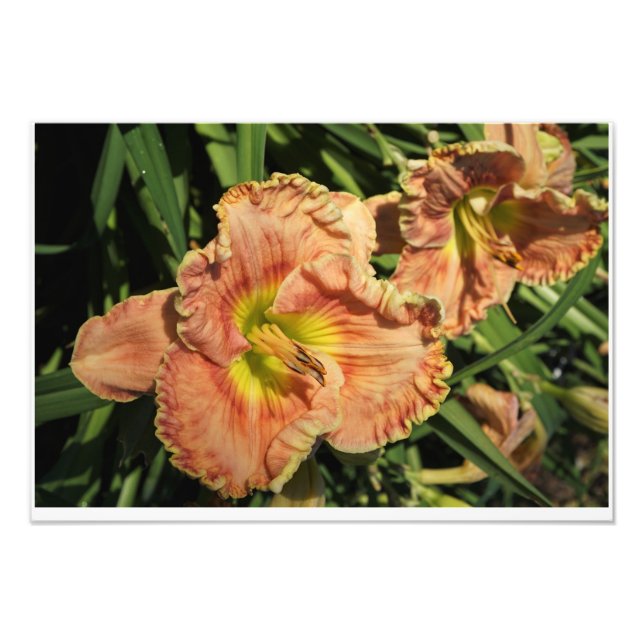 Foto Hemerocallis 19"x13" (Frente)