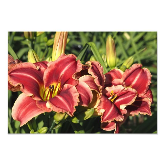 Foto Hemerocallis 19"x13" (Frente)