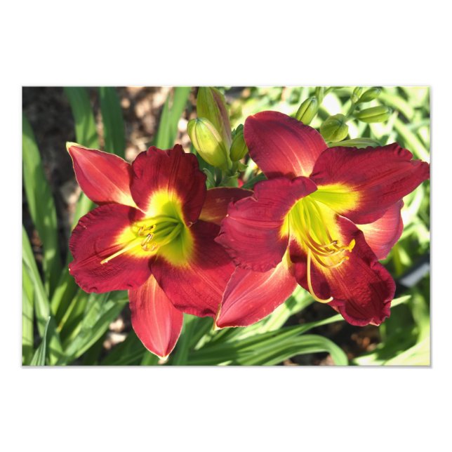 Foto Hemerocallis 19"x13" (Frente)