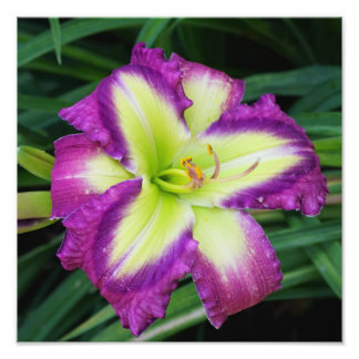 Foto Hemerocallis 30x30 cm