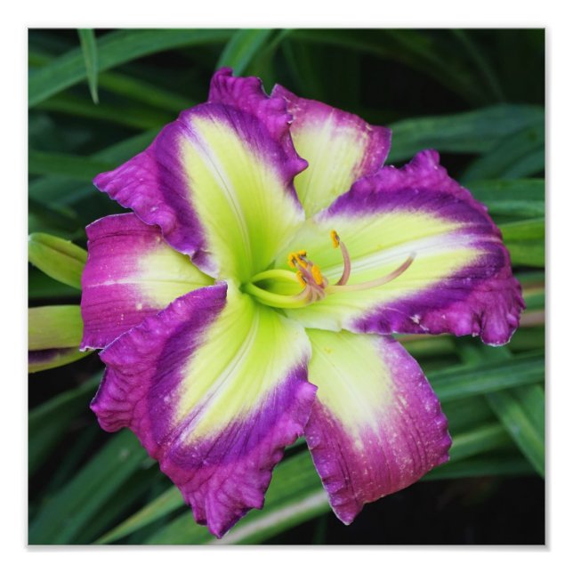 Foto Hemerocallis 30x30 cm (Frente)