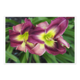Foto Hemerocallis 36"x24"