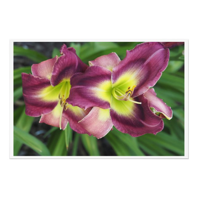 Foto Hemerocallis 36"x24" (Frente)