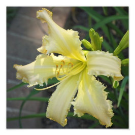 Foto Hemerocallis Amarela 30cm x 30cm