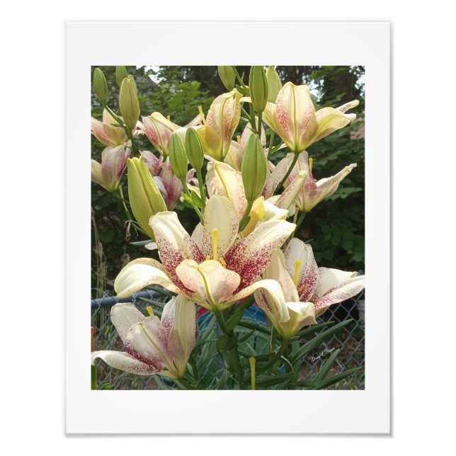 Foto Hemerocallis Brancas (Frente)