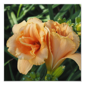Foto Hemerocallis laranja 30x30 cm