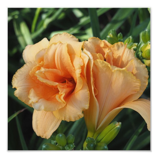 Foto Hemerocallis laranja 30x30 cm (Frente)