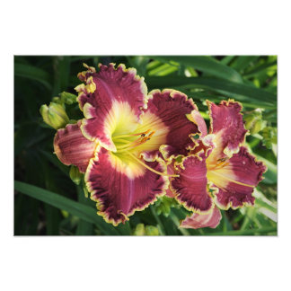 Foto Hemerocallis vermelhos 19"x13"