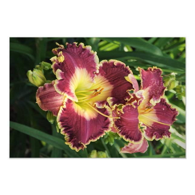 Foto Hemerocallis vermelhos 19"x13" (Frente)