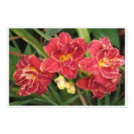 Foto Hemerocallis vermelhos 36"x24"