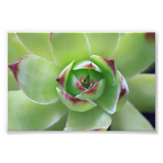 Foto Hen e Pintinhos Linda Flor Verde Suculta
