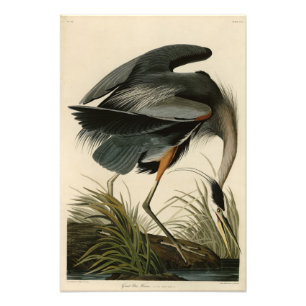 Foto Herão Azul excelente das Aves da América de Audubo