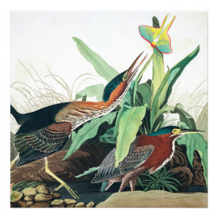 Foto Herão Verde por John James Audubon