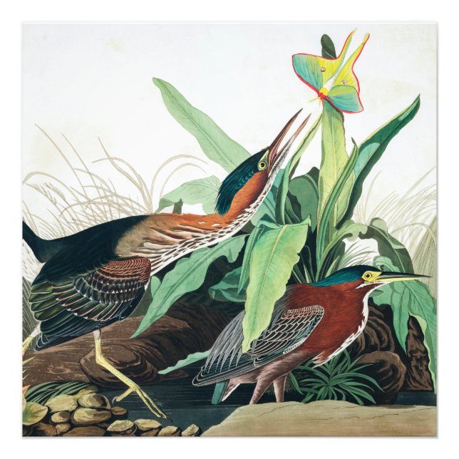 Foto Herão Verde por John James Audubon (Frente)