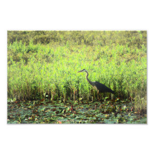 Foto Heron 6449