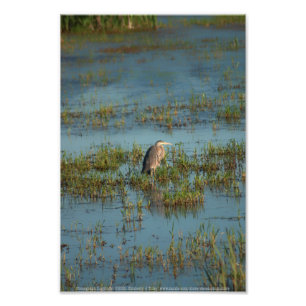 Foto Heron 6937