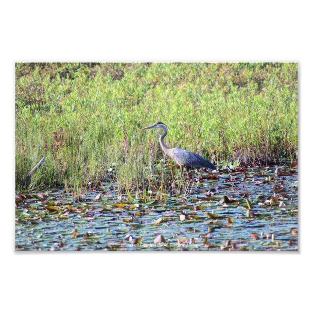 Foto Heron P6450 (Frente)