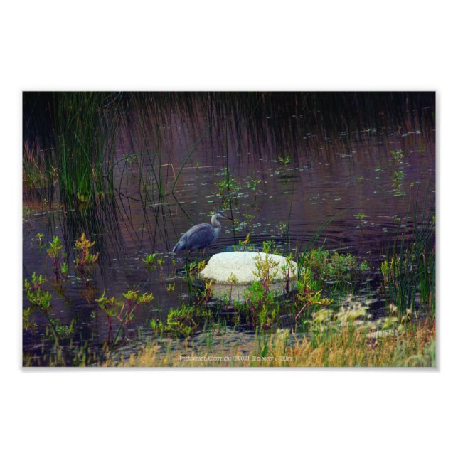 Foto Heron P9687 (Frente)