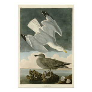 Foto Herring Gull do Birds of America, de John Audubon