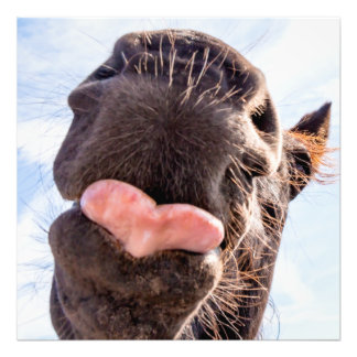 Foto Hetero da boca do cavalo animal engraçado