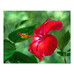 Foto Hibiscus Blossom