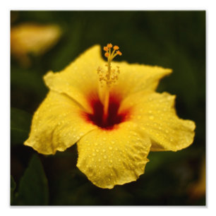 Foto Hibiscus do dia chuvoso