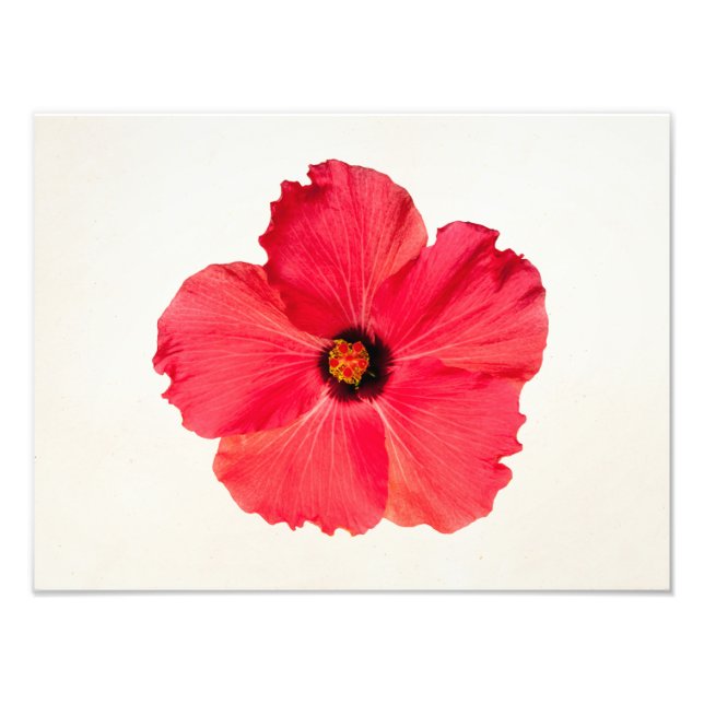 Foto Hibiscus - Flor Tropical Quente Personalizada (Frente)